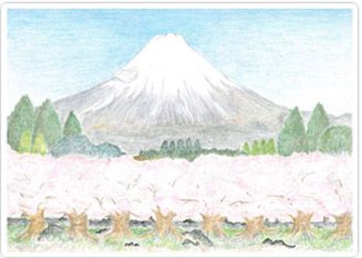 富士山と桜の絵